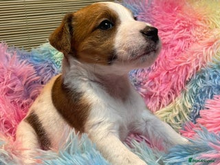 Mixed Breed dogs Wire Fox X Parsons Jack Russell Puppies for Sale - Advert 9