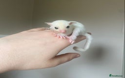 Sugar Glider rodents for sale: Female leu sugar glider joey  - Image 1