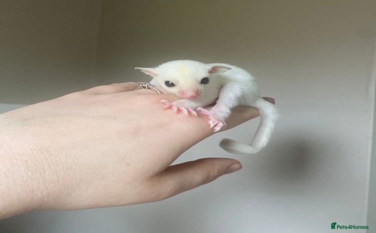 Sugar Glider rodents - Advert 1