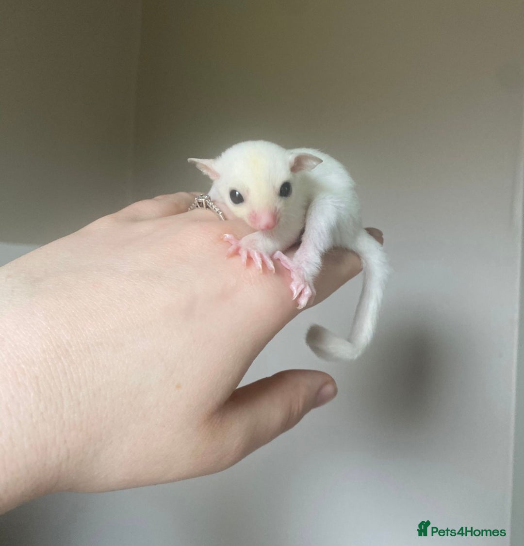 Sugar Glider rodents for sale: Female leu sugar glider joey  - Image 1