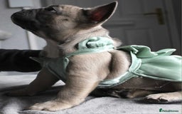 French Bulldog dogs for sale: French bulldog  puppies - Image 2