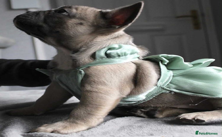 French Bulldog dogs - Advert 11