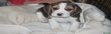 Beagle Puppy 2