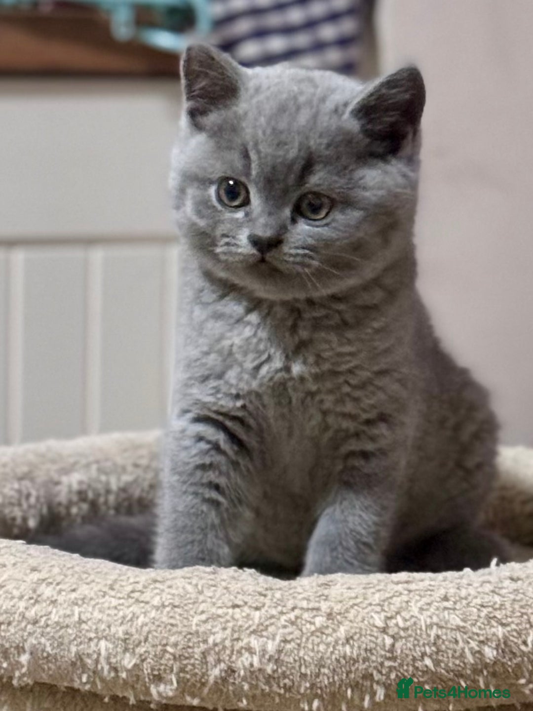 British Shorthair cats for sale: 5  BSH kittens - Image 18