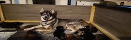 Shepsky dogs for sale: 9x Gorgeous Shepsky Puppies available 31/01 - Advert 3