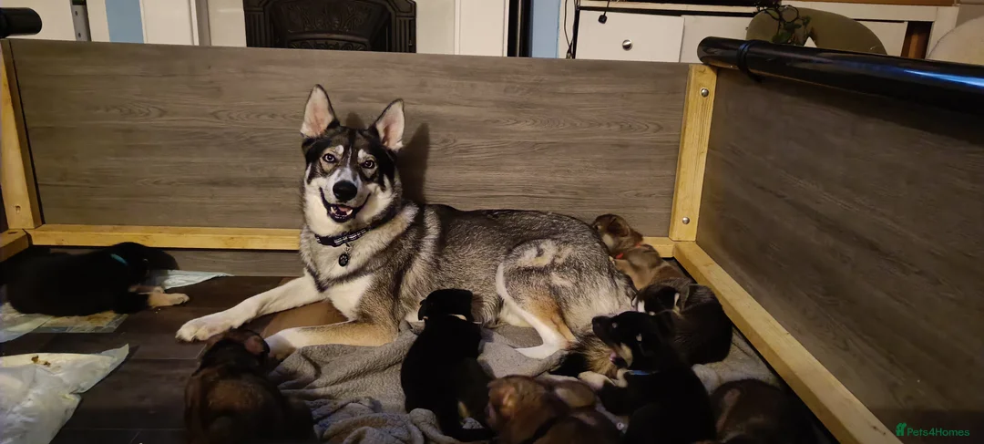 Shepsky dogs for sale: 9x Gorgeous Shepsky Puppies available 31/01 - Advert 3