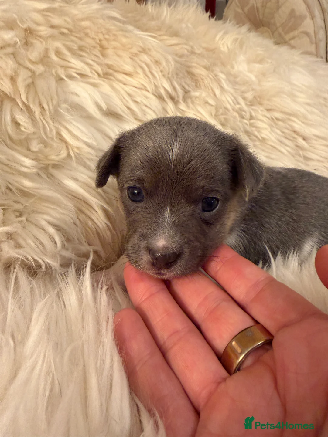 Jack Russell dogs for sale: Stunning blue and blue tri JRT pups - Advert 38