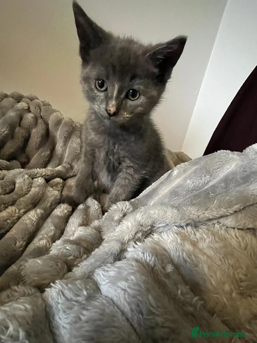 Mixed Breed cats for sale: beautiful kittens Mum is bengal/Maine coone cross  - Advert 9