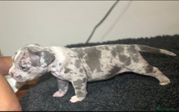 Mixed Breed dogs for sale: STUNNING!!! Staffy Cross Puppies!!! - Image 13