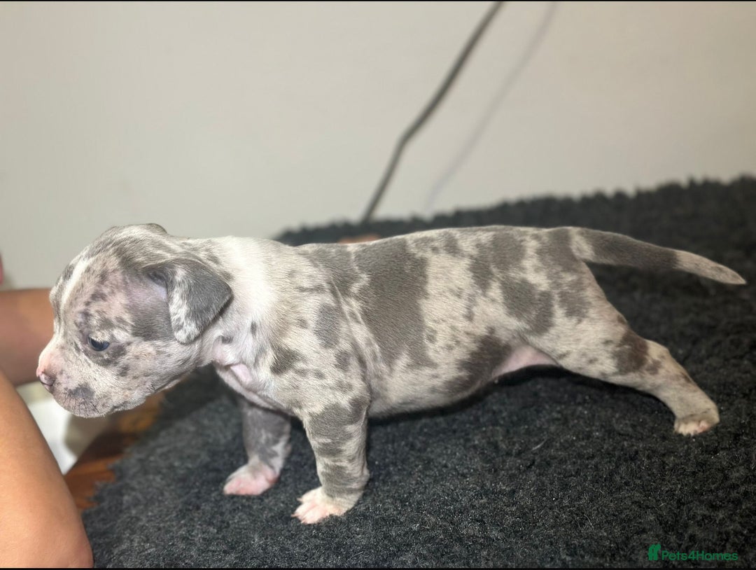Mixed Breed dogs for sale: STUNNING!!! Staffy Cross Puppies!!! - Image 13