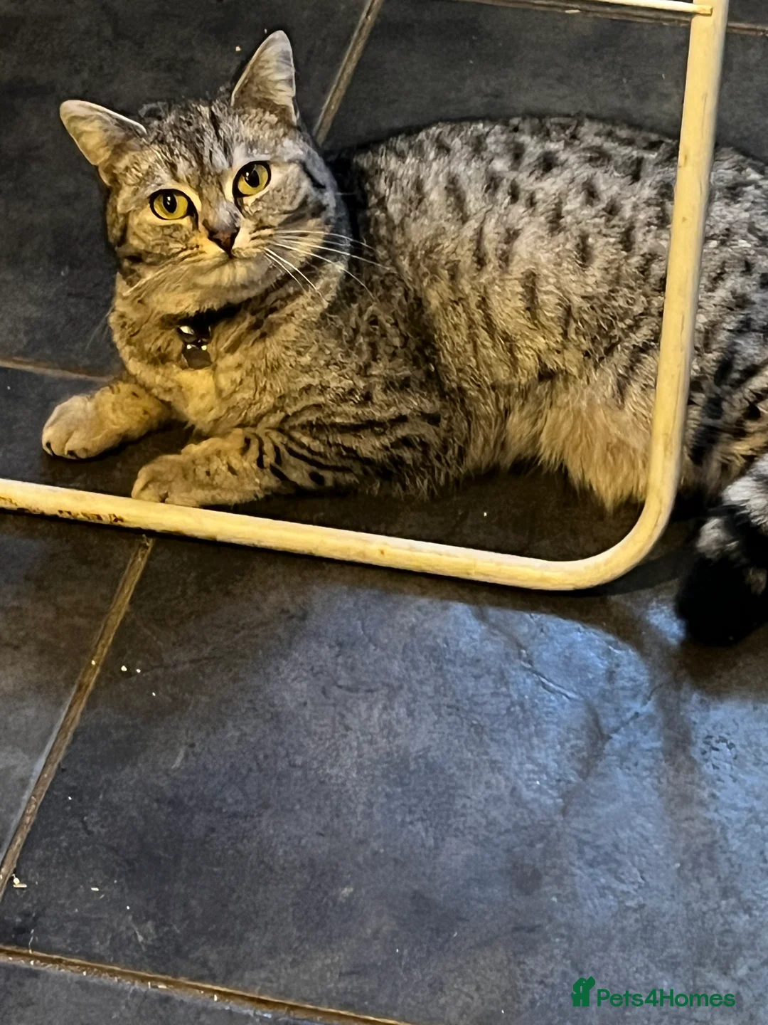 British Longhair cats for sale: Female Cat - Advert 1