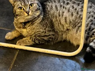 British Longhair cats Female Cat - Advert 14