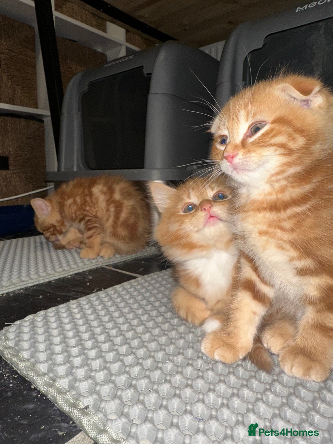 Scottish Fold cats for sale: Ginger Scottish fold/straights - Advert 22