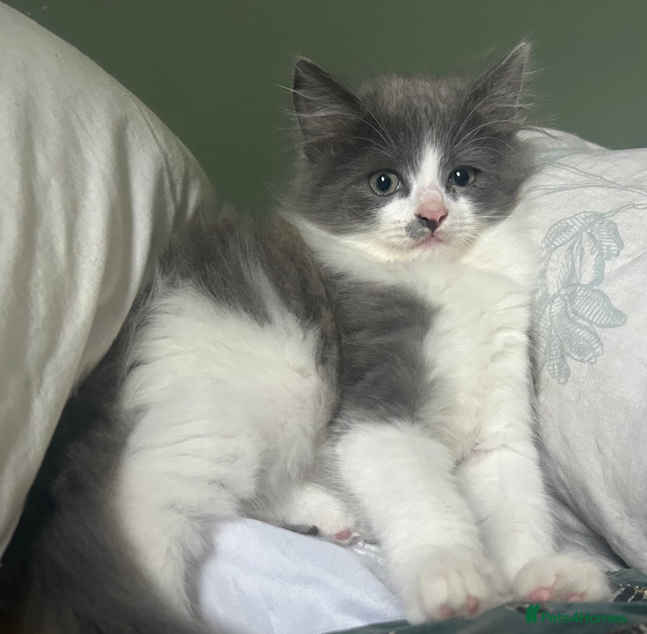 Siberian cats Pedigree Regisyered Siberian Kittens - Advert 2