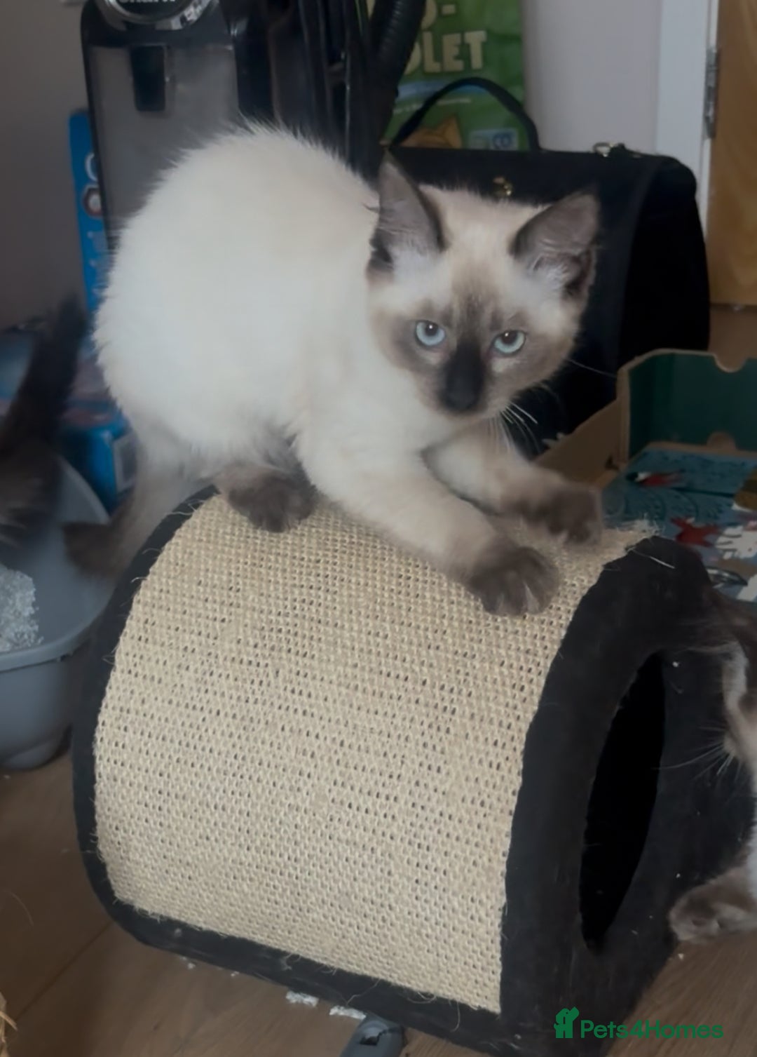 Siamese cats for sale: Siamese cross ragdoll adorable and cutest kittens  - Image 6