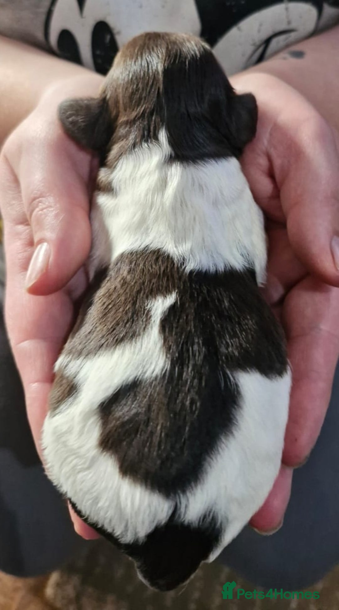 Sproodle dogs for sale: F1 Parti Sproodles 💥 REDUCED 💥 LAST TWO MALES 💥 in Kidderminster - Image 20