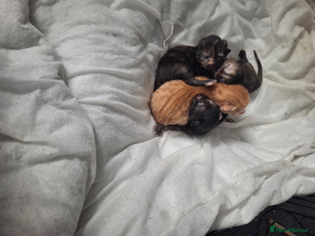Mixed Breed cats for sale: Kittens  - Image 5