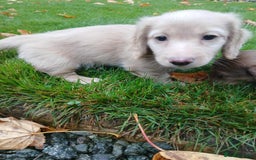 Dachshund dogs for sale: Kc.reg miniature dachshund puppies  - Image 8