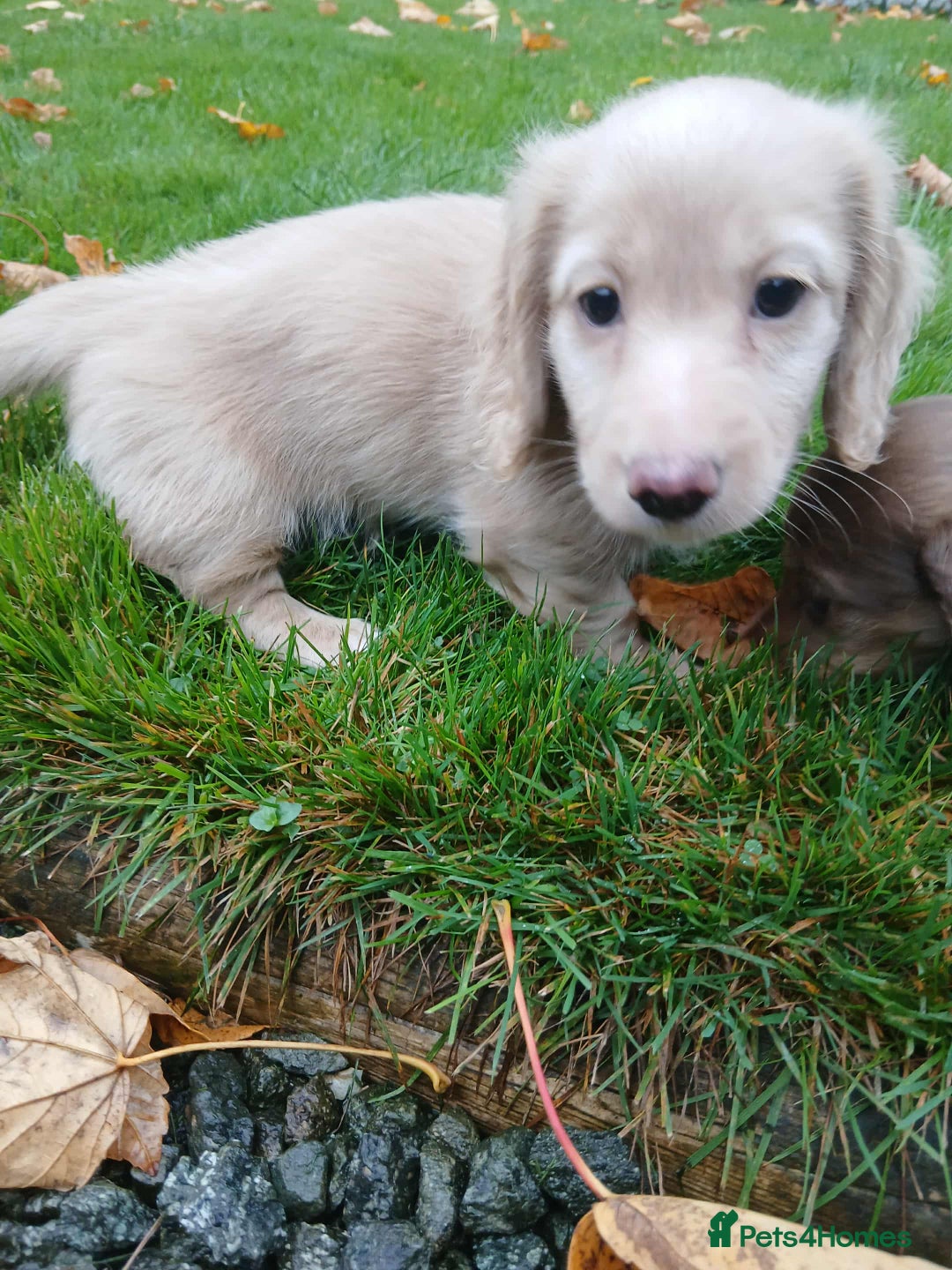 Dachshund dogs for sale: Kc.reg miniature dachshund puppies  - Image 8