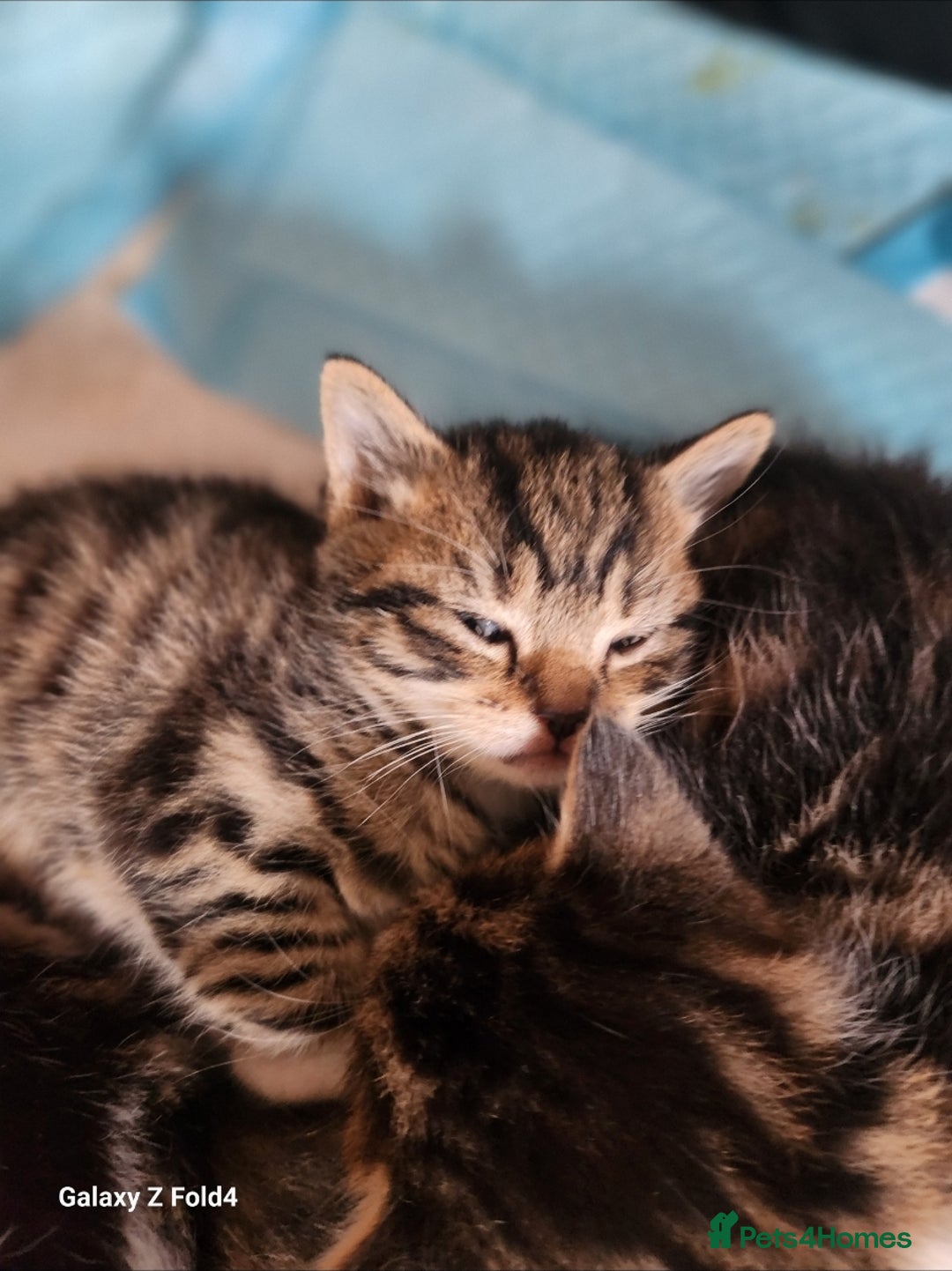 Mixed Breed cats for sale: 4 gorgeous kittens - Image 8