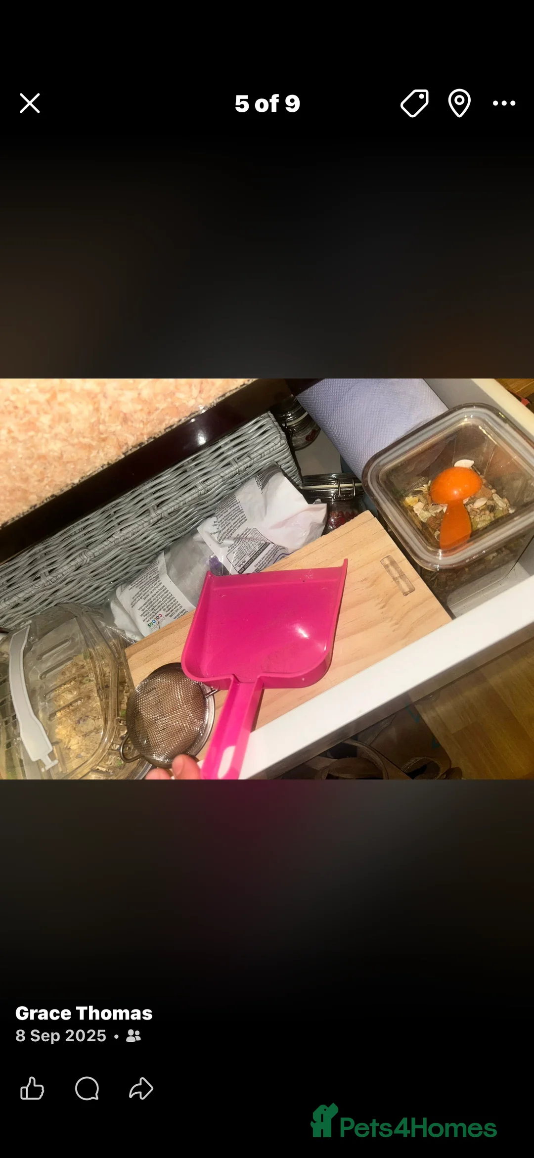 Hamster rodents for sale: Rocky looking for new home  - Advert 6