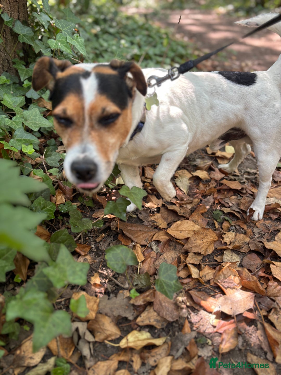 Jack Russell dogs for sale: Jack Russell 6 years old  - Image 3