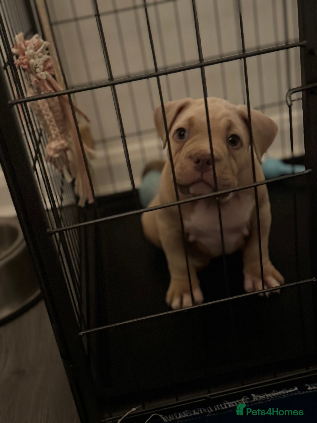 American Bully dogs for sale: Pocket bully female GREAT bloodline READY to leave - Image 16