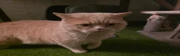 British Shorthair cats for sale: 🧶🐈‍⬛🎈ADORABLE BSH KITTIES🎈🐈‍⬛🧶 - Advert 5