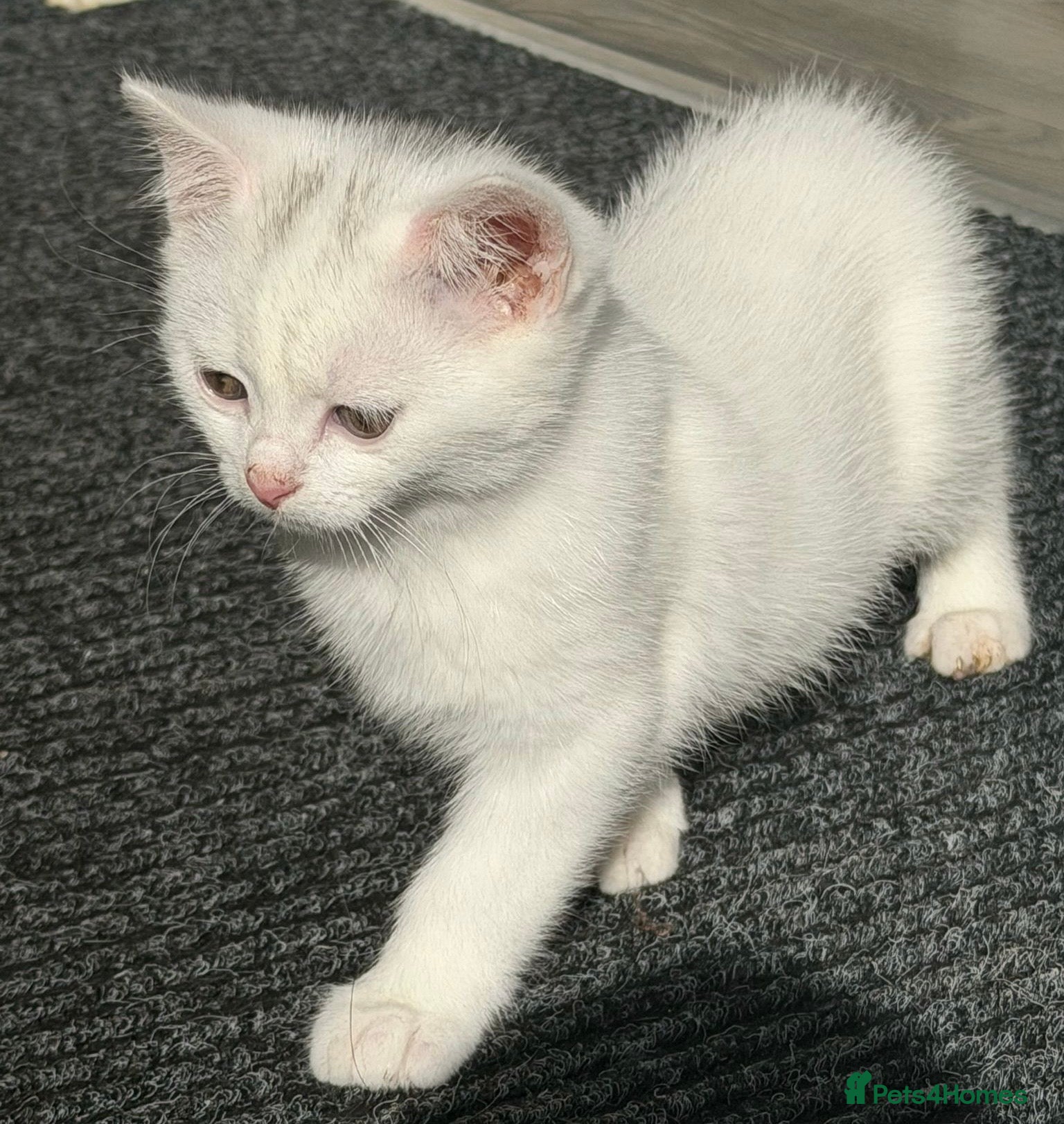 Mixed Breed cats Adorable kitten - Advert 2