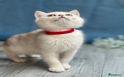 British Shorthair cats for sale: British shorthair golden, silver TICA - Image 19