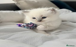 Ragdoll cats for sale: Ragdoll-lovely kittens - Image 12