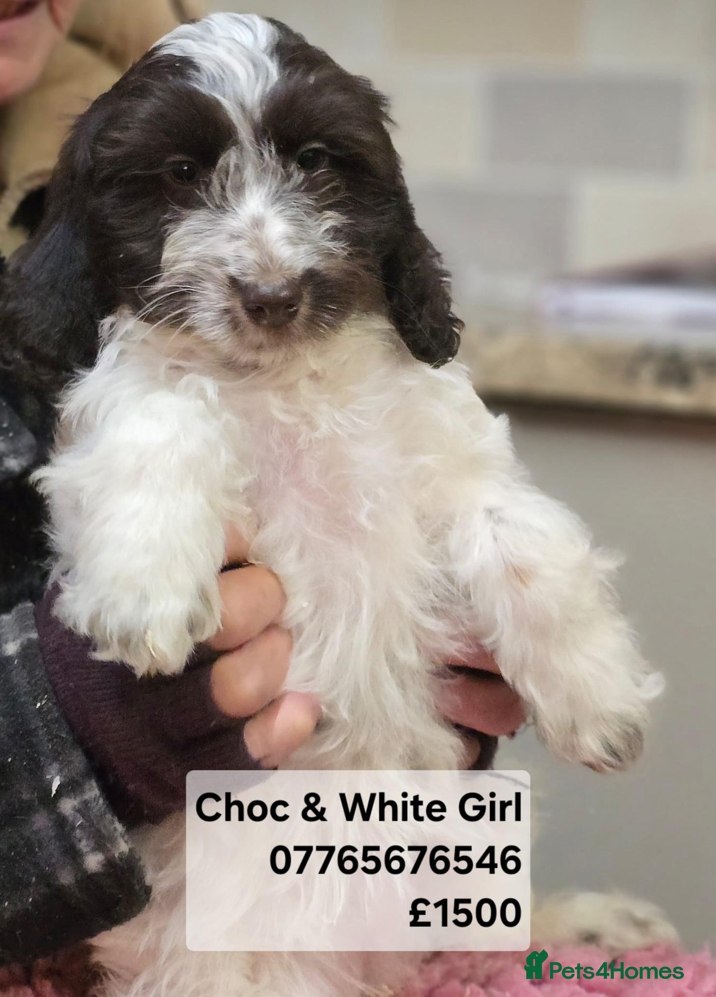 Cockapoo dogs Quality Cockapoo Puppies Licenced Domestic Breeder - Advert 6