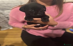 Labrador Retriever dogs for sale: Outstanding Litter of KC registered Labradors  - Image 13