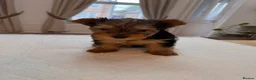 Yorkshire Terrier dogs for sale: BeautifulYorkshire Terrier Puppies –1 Boy & 1 Girl - Advert 6