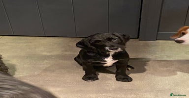 Mixed Breed dogs - Advert 10