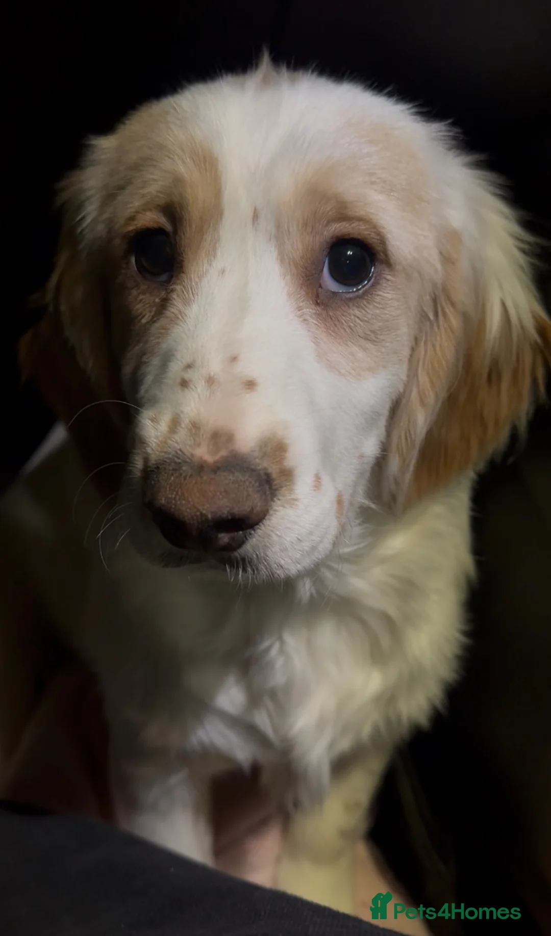 Cocker Spaniel dogs for sale: 7 month old Cocker Spaniel  - Advert 1