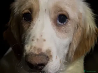 Cocker Spaniel dogs 7 month old Cocker Spaniel - Advert 11