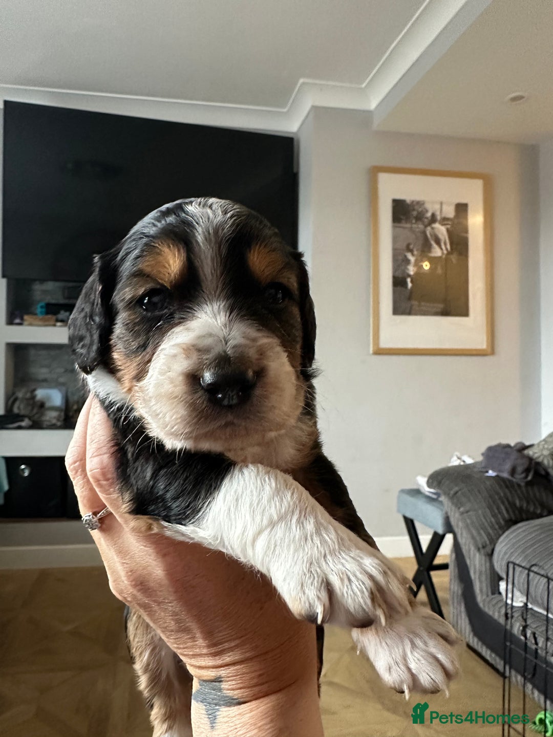 Mixed Breed dogs for sale: Border doodle - Image 17