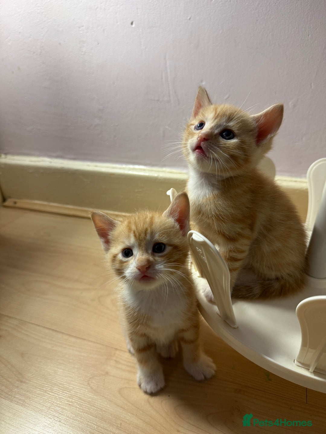 Domestic Shorthair cats for sale: Mixed kittens - Image 9