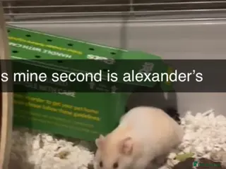 Hamster rodents male syrian hamster - Advert 1