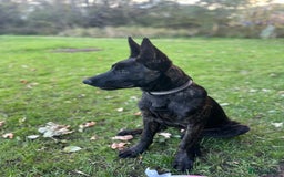 Belgian Shepherd Dog dogs for sale: DUTCH Shepherd puppies - Image 4