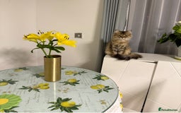 British Longhair cats for sale: British Longhair Cat - Image 2
