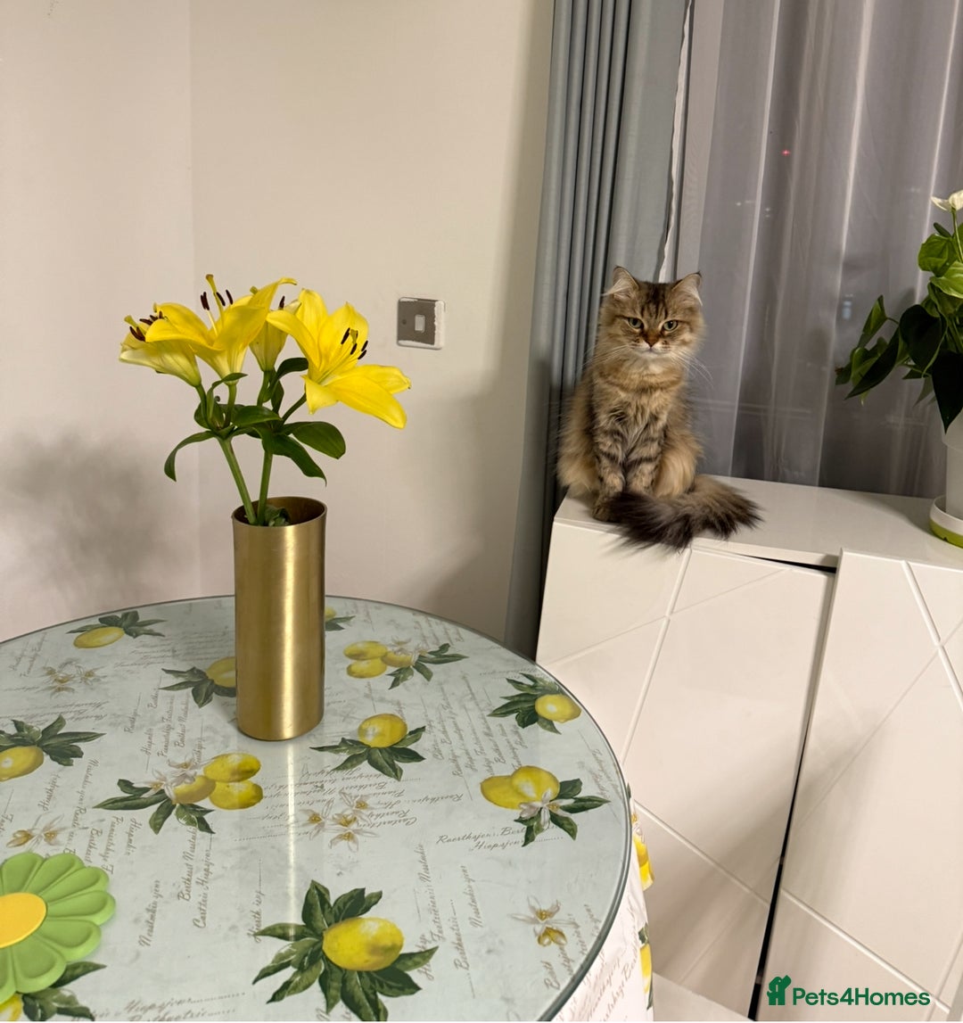 British Longhair cats for sale: British Longhair Cat - Image 2