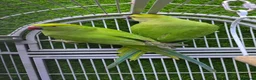 Conures birds for sale: Young Talking Parrots Available 4 to 5 Months Old - Advert 9