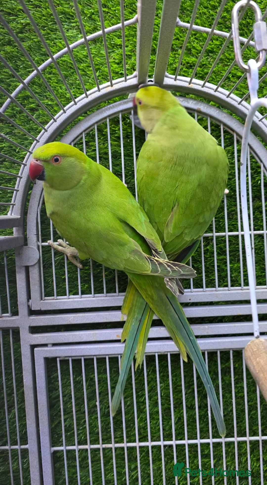 Conures birds for sale: Young Talking Parrots Available 4 to 5 Months Old - Advert 9