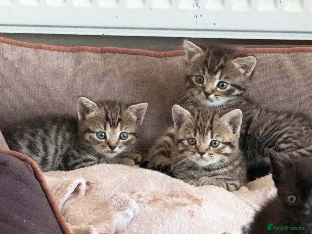 Mixed Breed cats for sale: British shorthair cross kittens  in Slough - Advert 1