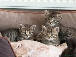 Mixed Breed cats British shorthair cross kittens - Advert 7