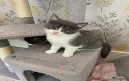 British Shorthair cats for sale: British short hair x tabby kittens  - Image 12