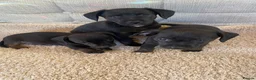 Dachshund dogs for sale: My 5 beautiful Dashound puppies - Advert 11