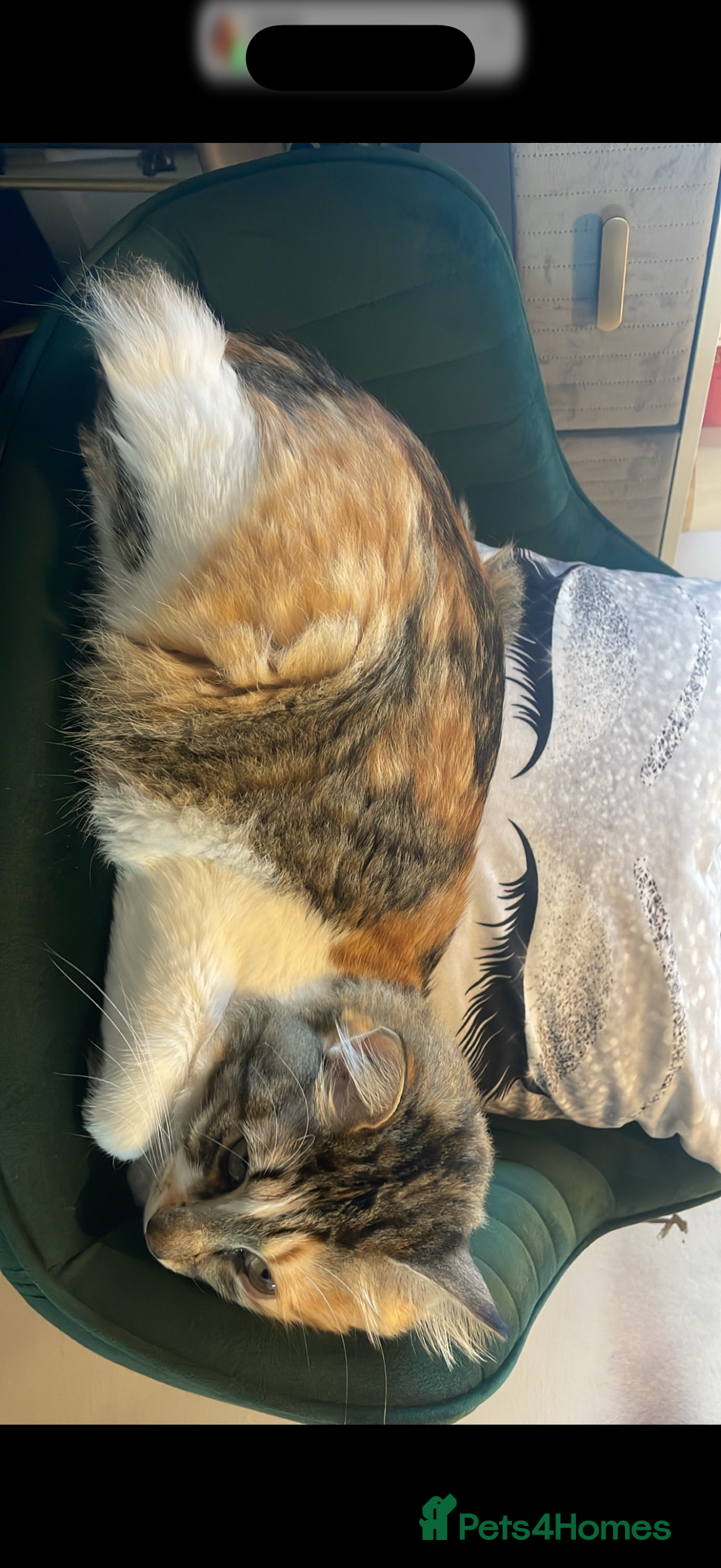 Mixed Breed cats for sale: Boy cat up for adoption - Advert 11